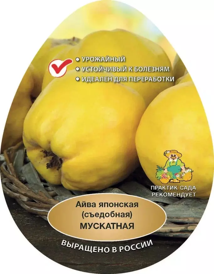 Саженец Айва съедобная японская Мускатная, в сетке, Поиск