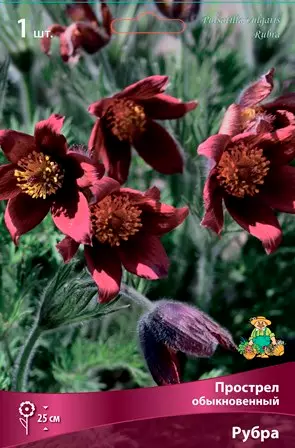 Корневище цветов Прострел обыкновенный Рубра (I; 1шт)