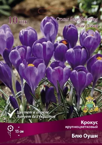 Луковицы цветов Крокус крупноцветковый Блу Оушн 7/8, 10 шт