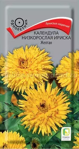 Семена цветов Календула Ириска Желтая 10шт, низкорослая (Поиск)