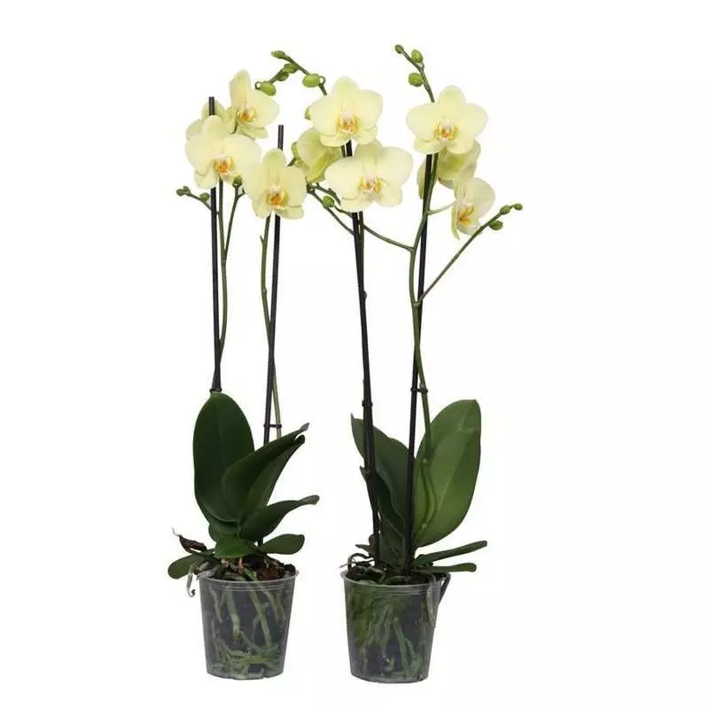Орхидея Фаленопсис сортовой 1рр 12 60