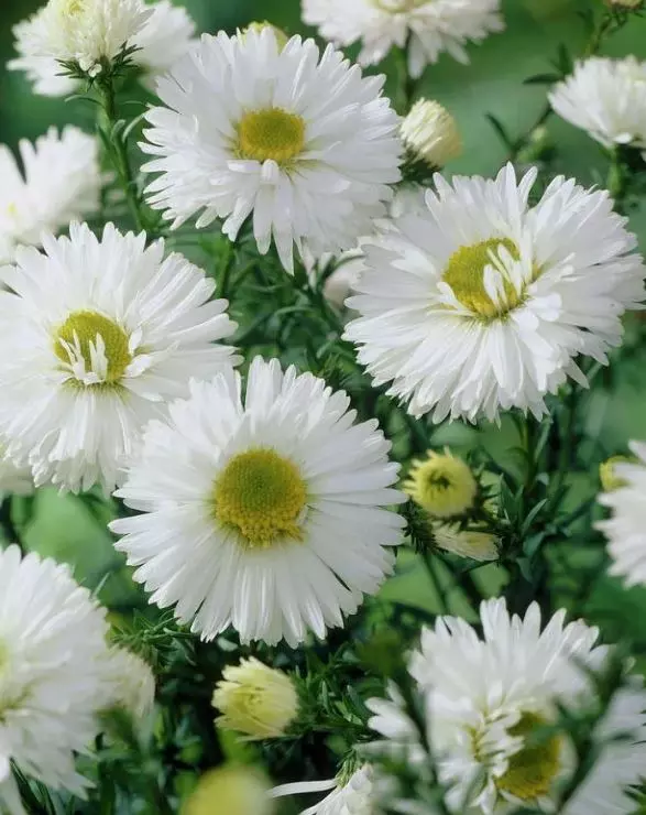 Корневище цветов Астра новобельгийская Вайт Ледиз (I; 1 шт)