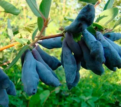 Саженец Жимолость съедобная Дочь Великана среднепоздний, в тубе