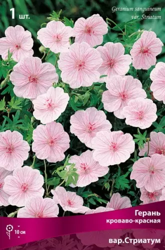 Корневище цветов Герань кроваво-красная вар.Стриатум (I; 1шт)