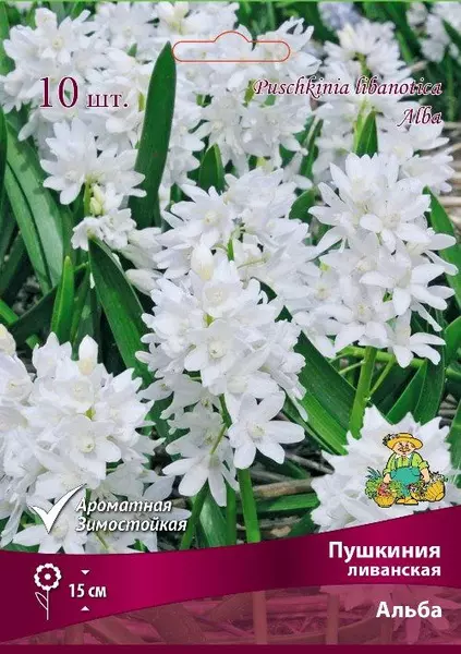 Луковицы цветов Пушкиния ливанская Альба 6+/К, 10 шт