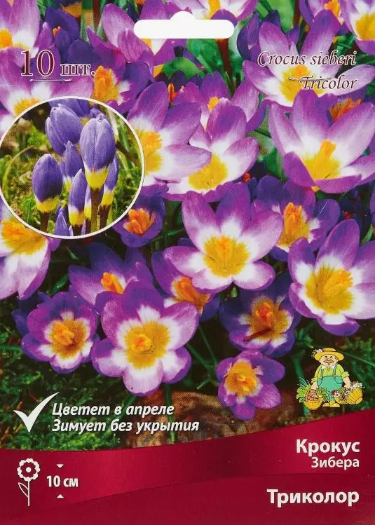 Луковицы цветов Крокус Зибера Триколор 5+, 10 шт