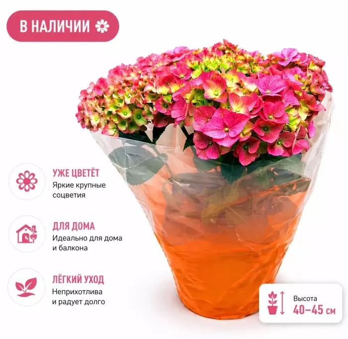 Комнатное растение Гортензия Макрофила микс (d=19 см) 3 л, h40-60 см