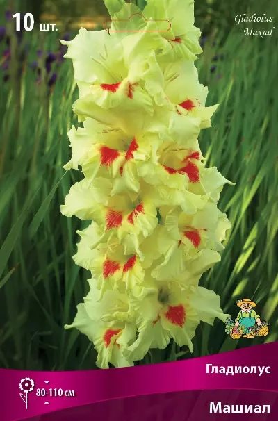 Луковицы цветов Гладиолус крупноцветковый Машиал 10/12, 10 шт