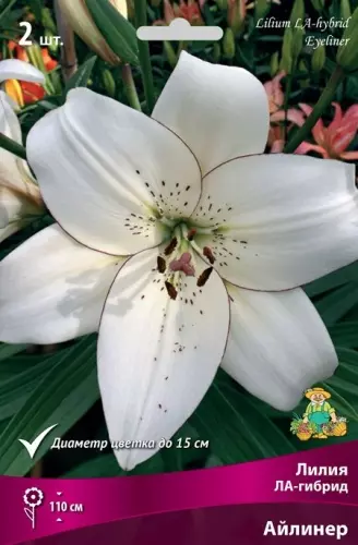 Луковицы цветов Лилия Ла-Гибрид Айлинер 14-16, 2 шт