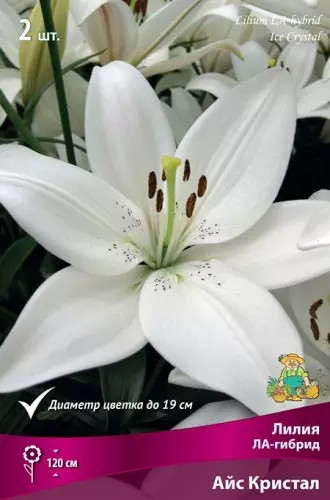 Луковицы цветов Лилия ЛА-гибрид Айс Кристал 14/16, 2шт