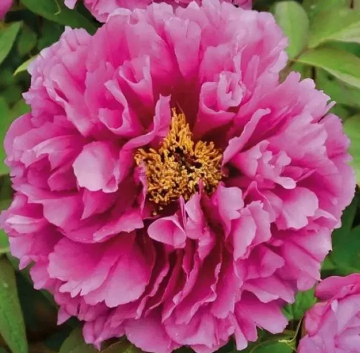 Саженец Пион древовидный Пёпл Классикал Бьюти (в тубе), Поиск