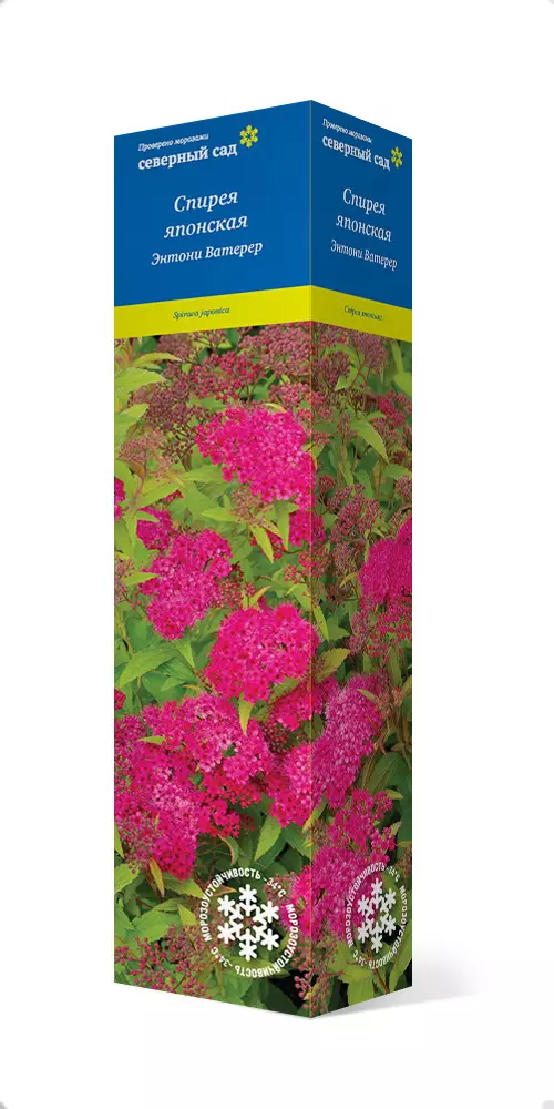 Саженец Спирея японская Энтони Ватерер/ЦКор