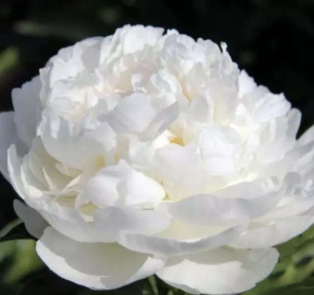 Саженец Пион древовидный Снежная крепость (в тубе)