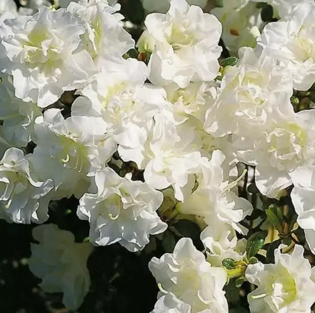 Саженец Азалия японская Шнипёрл в тубе, Поиск