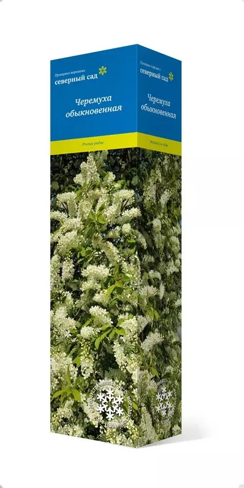 Саженец Черемуха съедобная Сибирская красавица (в тубе), Поиск