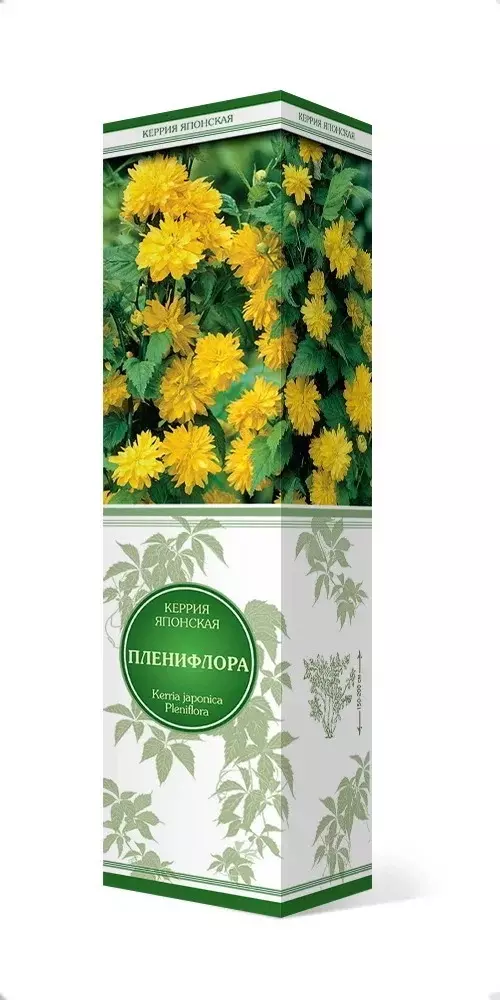 Саженец Керрия японская Пленифлора (в тубе), Поиск