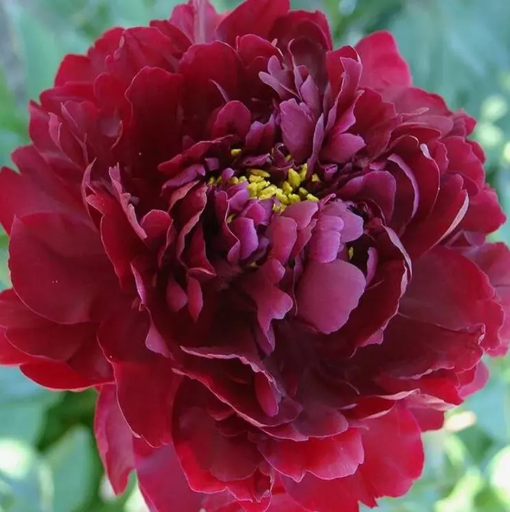 Лейка для душа 3 режима d130 мм черная матовая IDDIS Esper ESP3FBRi18 пластик