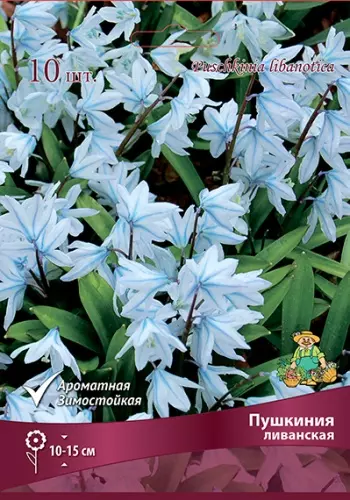 Луковицы цветов Пушкиния ливанская Альба 6+/К, 10 шт