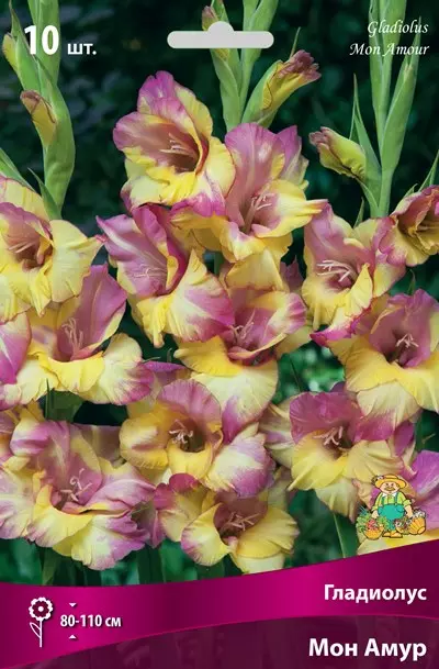 Луковицы цветов Гладиолус крупноцветковый Мон Амур 10/12, 10 шт