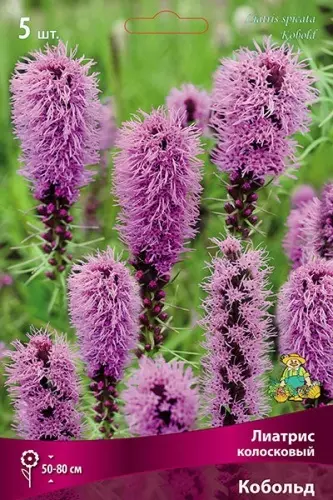 Луковицы цветов Лиатрис колосковый Кобольд 6/7, 10 шт