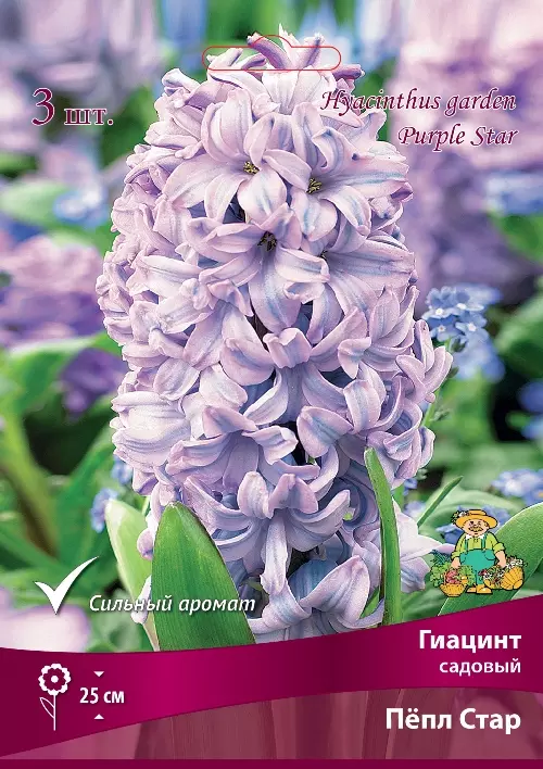 Луковицы цветов Гиацинт садовый Пёпл Стар 15-16/К, 3 шт