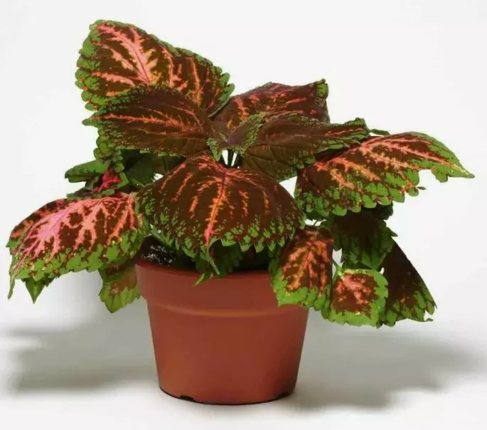 Декоративно-лиственное растение Колеус (d=11 см)