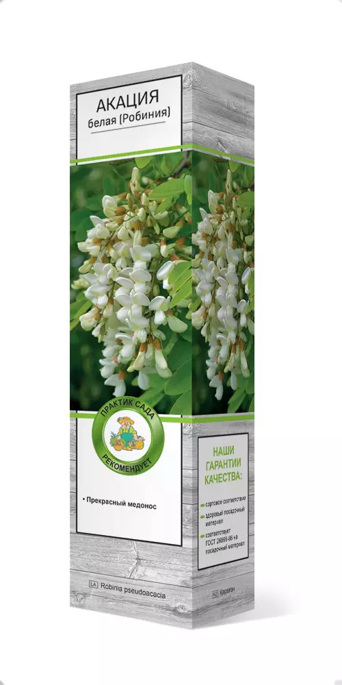 Саженец Акация белая (Робиния) Альба/ЦКор