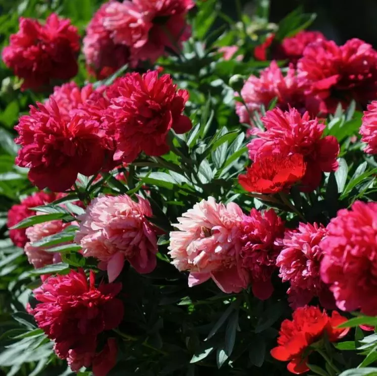 Корневище цветов Пион травянистый для Патио Лондон 2-3, 1 шт