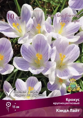 Луковицы цветов Крокус крупноцветковый Кэндл Лайт 8/9, 10 шт