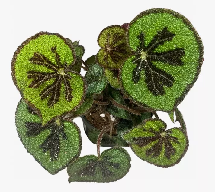 Комнатное растение Бегония Мэсона (d=14 см, h30)