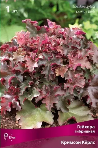 Корневище цветов Гейхера гибридная Кримсон Кёрлс (I; 1 шт)