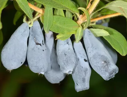 Саженец Жимолость съедобная Нижегородская ранняя, в тубе