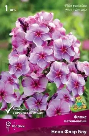 Корневище цветов Флокс метельчатый Флэр Блу (I; 1шт)