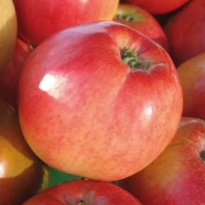 Саженец Яблоня Пепин шафранный зимний в тубе, Поиск