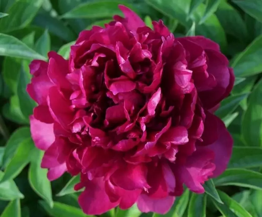 Корневище цветов Пион травянистый Пурпурный Феникс (в тубе)