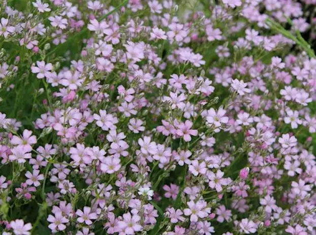 Корневище цветов Гипсофила ползучая Розея (I; 1 шт)