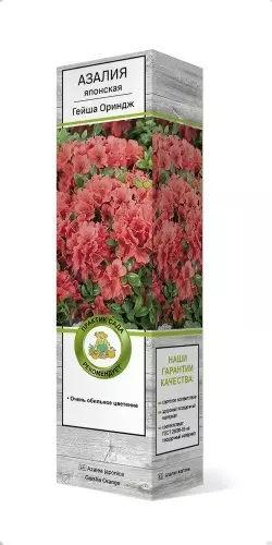 Саженец Азалия японская Гейша Ориндж в тубе, Поиск