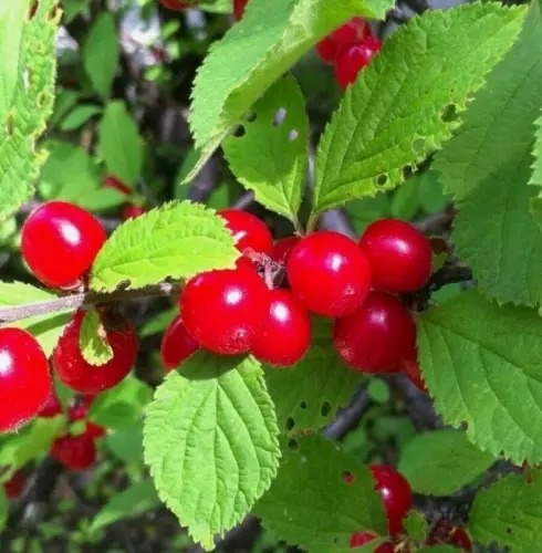 Саженец Вишня войлочная Томентоза, оч.ранний (в сетке), Поиск