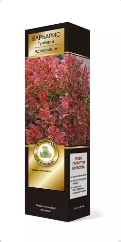 Саженец Барбарис Тунберга Адмирейшн (в тубе), Поиск