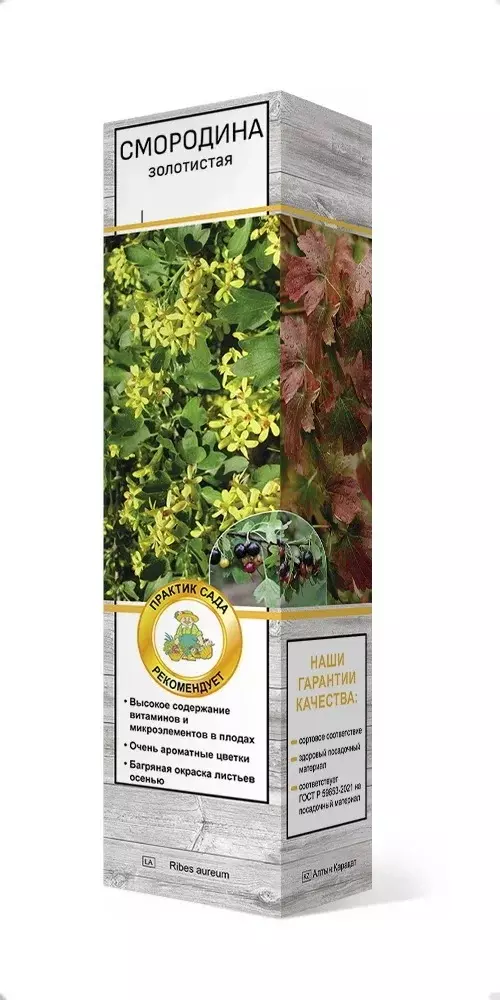 Саженец Смородина золотистая Левушка (в тубе), Поиск