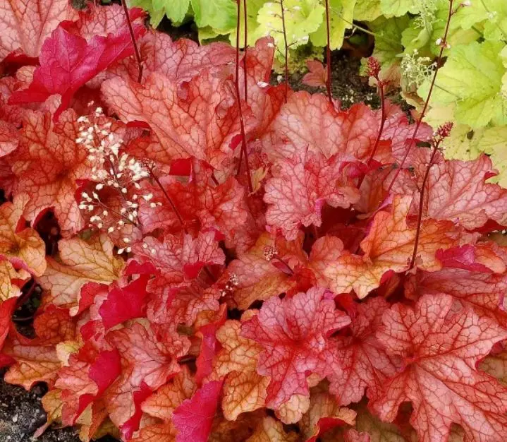 Корневище цветов Гейхера гибридная Паприка (I; 1 шт)