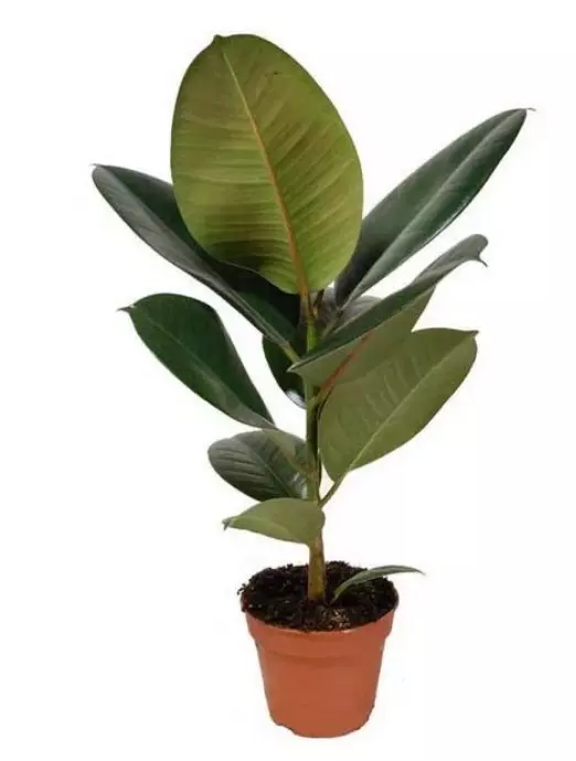 Декоративно-лиственное растение Фикус эластика Робуста (d=12 см, h30)