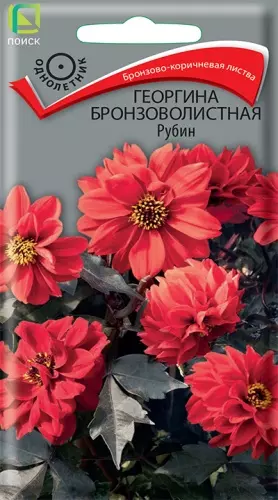 Семена цветов Георгина бронзоволистная Рубин ПОИСК 10 шт ц/п