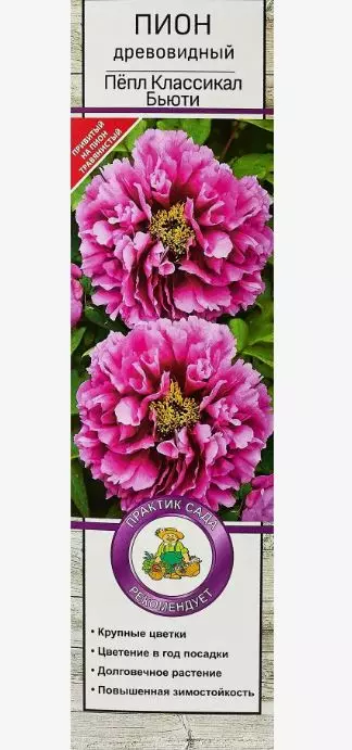 Саженец Пион древовидный Пёпл Классикал Бьюти (в тубе), Поиск