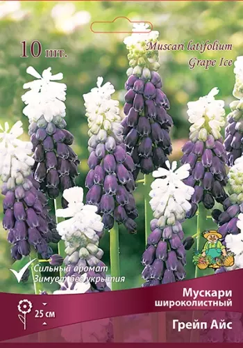 Луковицы цветов Мускари широколистный Грейп Айс 5+/К, 5 шт