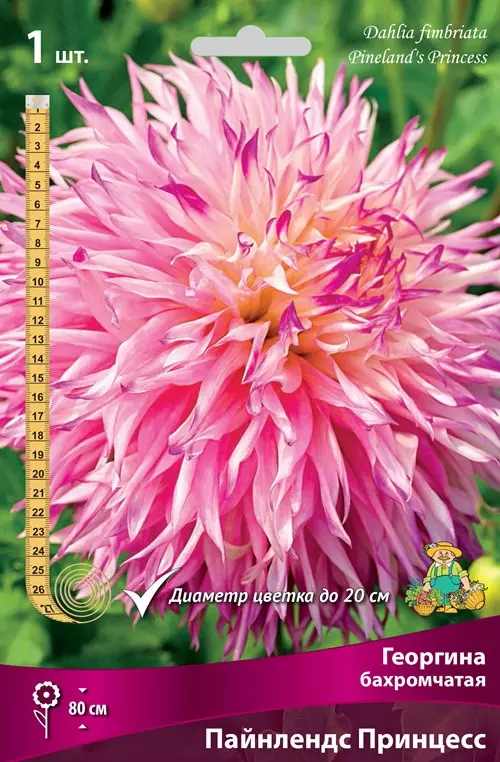 Клубни цветов Георгина бахромчатая Пайнлендс Принцесс (I; 1 шт)