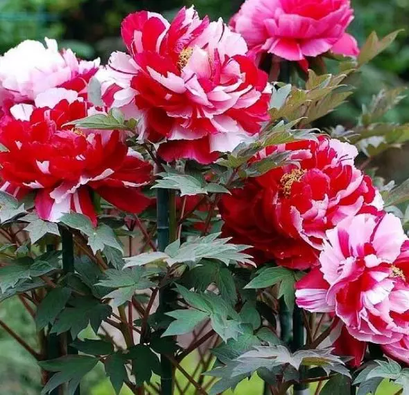 Саженец Пион древовидный Ред виз Пинк (в тубе)