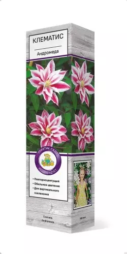 Саженец Клематис крупноцветковый Андромеда/К