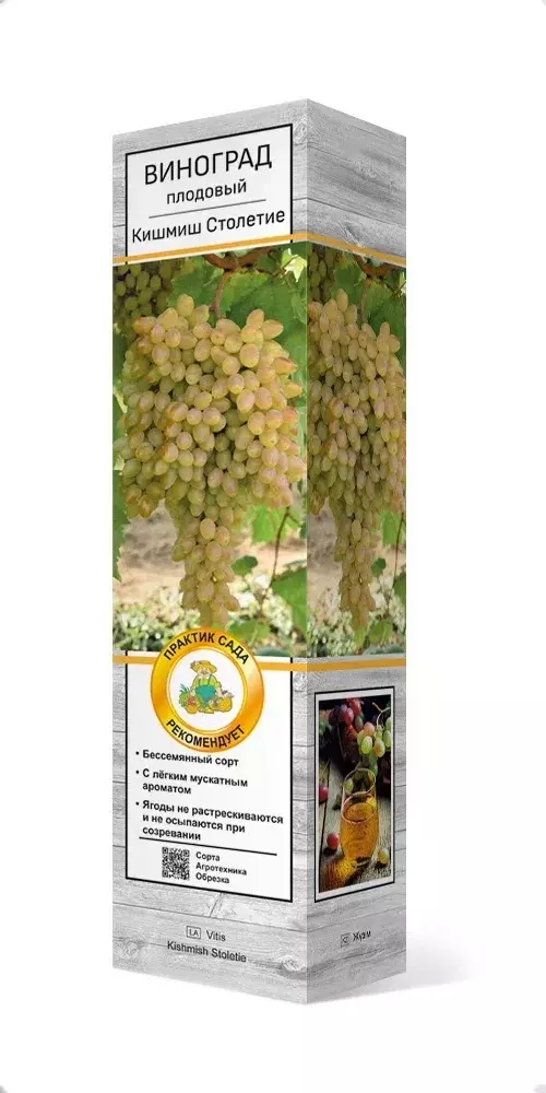 Саженец Виноград плодовый Кишмиш столетие (в тубе), Поиск