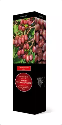 Саженец Актинидия Аргута Скарлет Септембер Киви ( женский) в тубе, Поиск